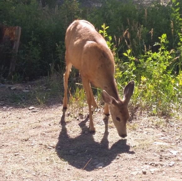 Meet your Posher, Norma - Picture 1 of 1